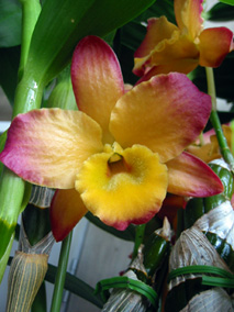  オリエンタルスマイル‘ファンタジー’2006.4.27