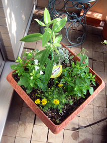 レモンマートル、ブルースター、ダールベルグデージー、トレニア、シロタエ、