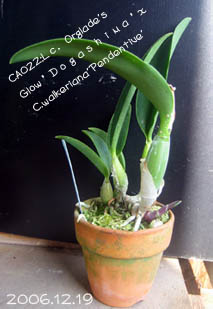 オーグレイズグロウ×ワルケリアナ