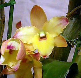 Den.オリエンタルマジック’神戸デライト’