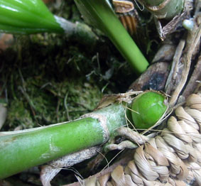 レリオカトレアの新芽06.11.28