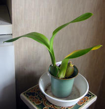 ウェイニーレグルス06.9.16