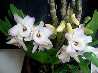 Den.フジムスメ全体07.3.17