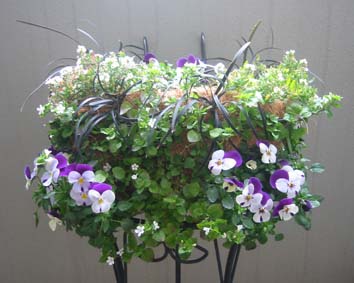 寄せ植え経過　07.1.28