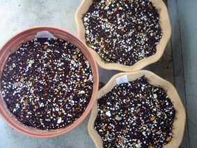 ギリア、ニゲラ、キャンディタフト