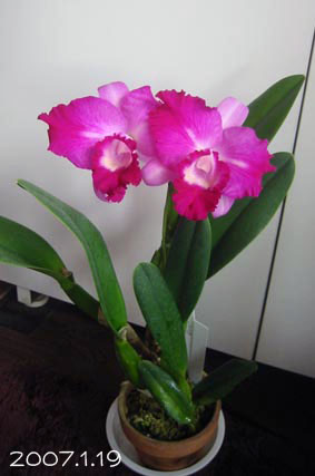 Slc.ヨンヘイ　チェン'リミング'