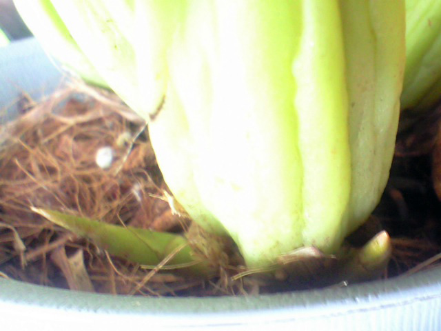 マッサンゲアナの新芽