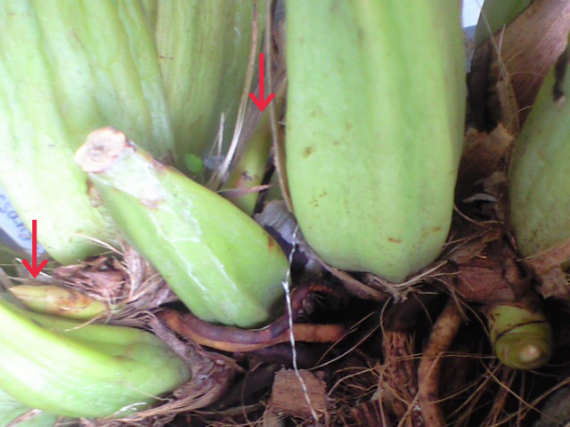 マッサンゲアナの新芽2