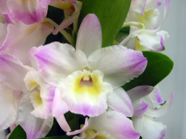 スプリングドリーム ・クミコ