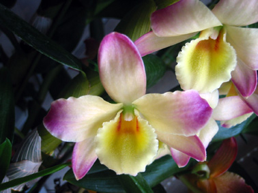 オリエンタルスマイル”ファンタジー”2006.5.4