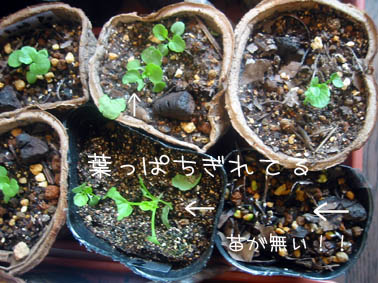 ちぎられた～！！