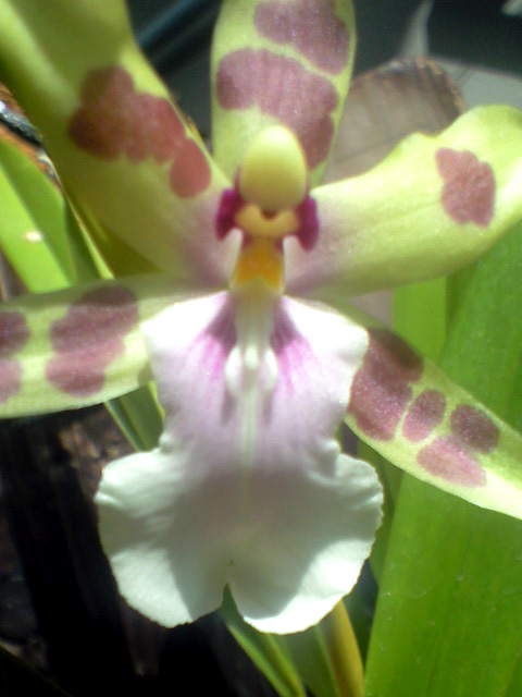 ミルトニアSPあっぷで