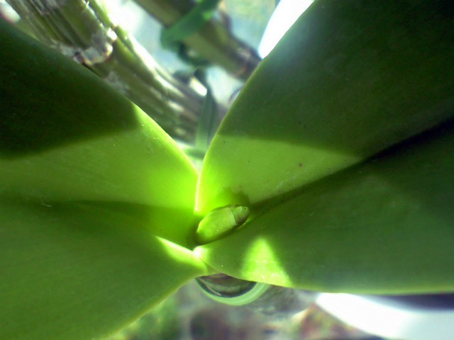 イエンコロナの蕾