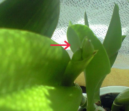 ヨンヘイの蕾２個