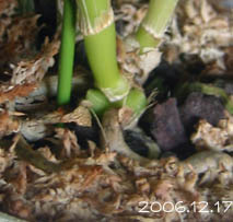 Pot.メモリアル ゴールド　06.12.17