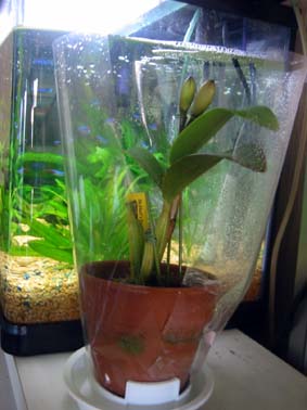 マリズビート’パッション’