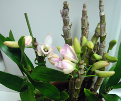 Den.フジムスメ　07.3.15