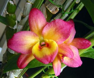 オリエンタルスマイル・トワイライト2006.6.21