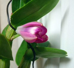 Den.トモフレーク’アケボノ’07.3.15