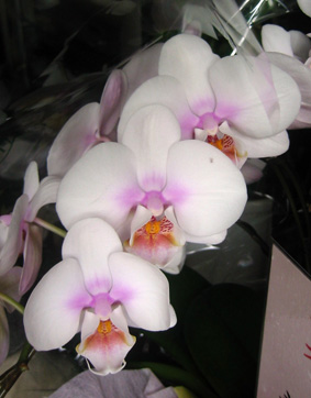 頂き物の胡蝶蘭