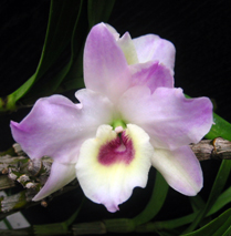 フジムスメ・2006.7.17