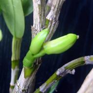 Den:フジムスメ　2006.7.9