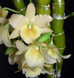 アジアンタイフーン07.4/3