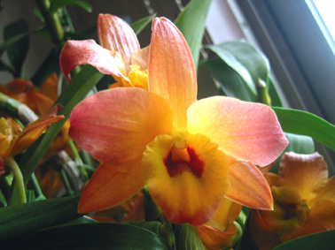 オリエンタルスマイル・オータムカラーズ　2006.5.2