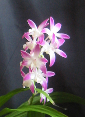 Den.ベニヅル トレジャー‘アカトンボ’