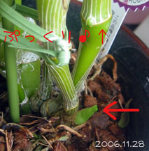 アポロンの新芽