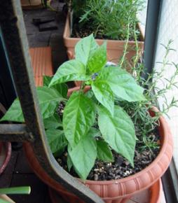 ハバネロ　2006.5.22