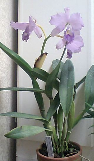 Blc.ルイス　マックネイル’エース’