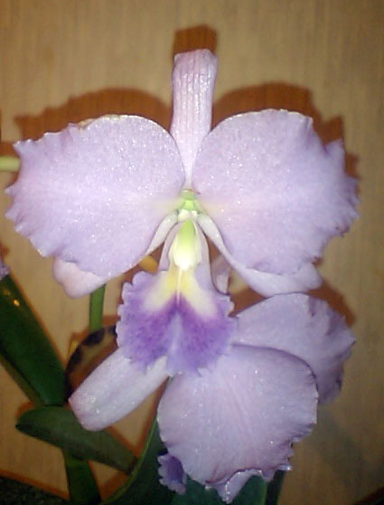 キラリBlc.Lois McNeil’Ace’