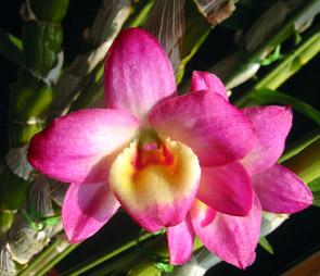 Den:オリエンタルスマイル‘トワイライト’2006.6.14