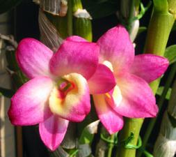 Den:オリエンタルスマイル‘トワイライト’