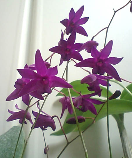 Den.エスメポールトン