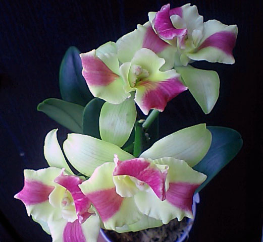 Pot.ブラナビューティ’ブラナ’4輪