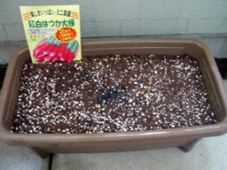 紅白はつか大根06.9.13