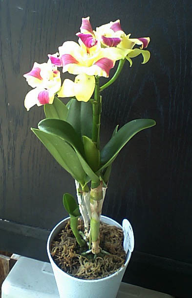 Pot.ブラナビューティ’ブラナ’全体