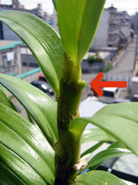 ファーストラブ