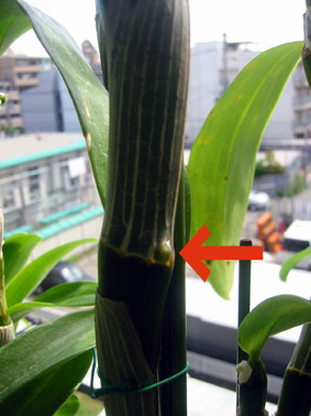 ワタボウシ　2006.5.9