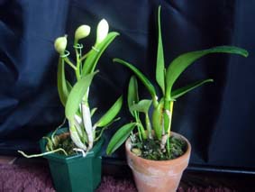 Sc.フェアリーランド兄弟