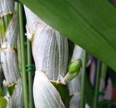 Den:オリエンタルスマイル｀トワイライト｀2006.5.29