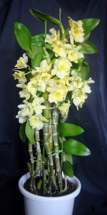 ファーストレディウインク満開07.3.25