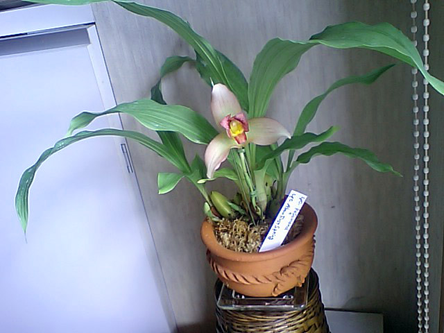 Lyc.RosamondxLyc.AbouFirstSpring全体