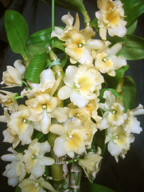 ファーストレディウインク満開07.3.25