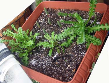 ネモフィラ、チューリップ、スノードロップの寄せ植え