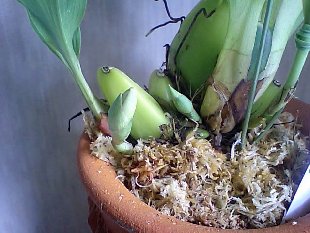 Lyc.RosamondxLyc.AbouFirstSpring花芽