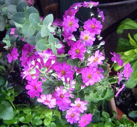 プリムラ・マラコイデス