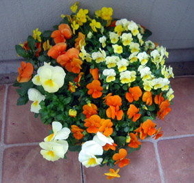 ハンギング満開07.4.8